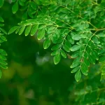 Odkryj potęgę moringa