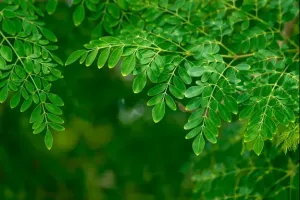 Odkryj potęgę moringa